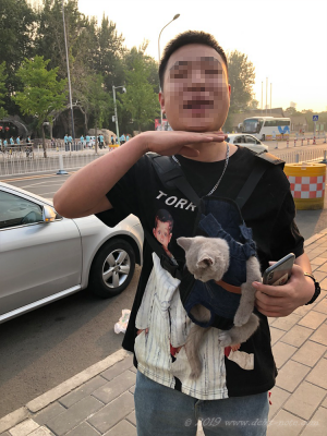 北京の街角で猫を抱っこ紐でかかえている青年