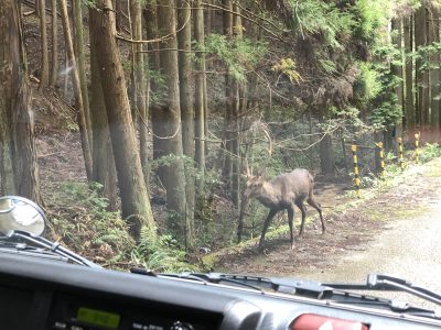 奈良、吉野の野生の鹿