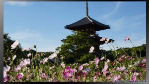 奈良斑鳩・法起寺とコスモス