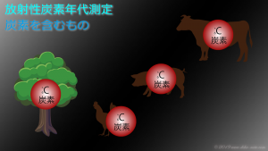 放射性炭素年代測定を説明するために動植物のイラストを並べたイメージ画像